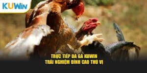 Trực Tiếp Đá Gà KUWIN – Trải Nghiệm Đỉnh Cao Thú Vị